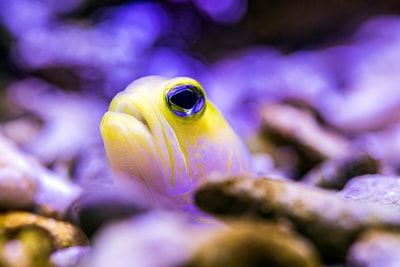 近景摄影中的黄白鱼